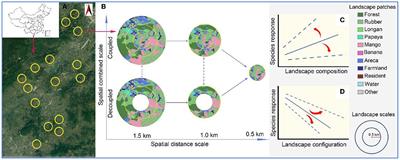Landscape composition and configuration relatively affect invasive pest and its associator across multiple spatial scales